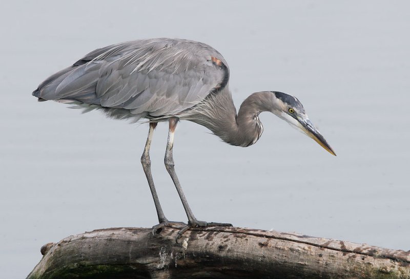great blue heron plush